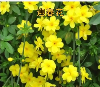 连翘迎春花的区别是什么？