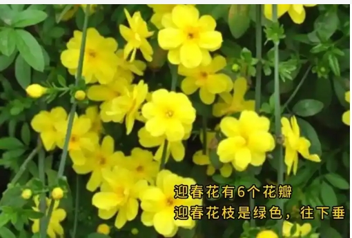 连翘花与迎春花区别是什么？