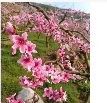 桃花在哪个季节开放？几月份最旺？