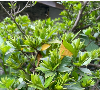 栀子花苞一直不开花是什么原因？