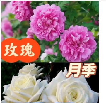 月季花和玫瑰花有什么区别？如何区分？