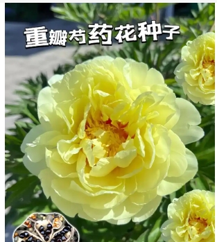 重瓣芍药花语是什么？