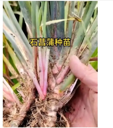 唐菖蒲种球种植最佳时间和方法是什么？