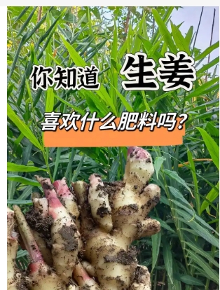 怎样种植生姜？方法和步骤是什么？