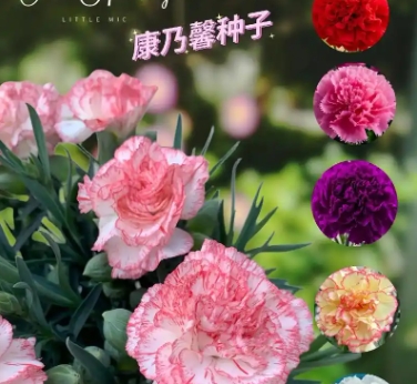 康乃馨寓意代表什么意思？花语是什么？