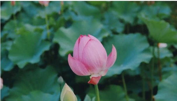 荷花的开花时间是几月份？