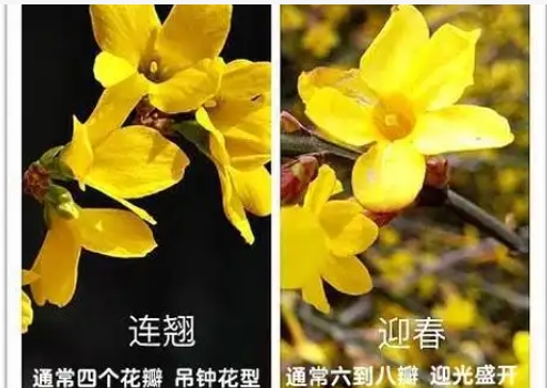 连翘迎春花的区别有哪些？怎么区分？