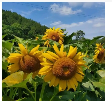 向日葵什么时候开花?一天之内